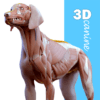 Complete Canine 3D – anatomy icon