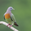 Green pigeon sounds icon