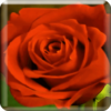 Blooming Roses LiveWP icon