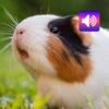 Guinea Pig: Sounds & Ringtones icon