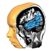 Brain Tutor 3D icon