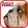 Cómo Educar a un Perro icon