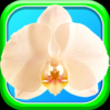 Orchid Bloom Surf: Colorful Free Match 3 Gem2018 icon