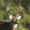 Whitetail Deer Calls icon