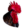 Kenya Poultry Consultancy Platform (KPCP) icon