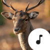 Deer Sounds icon