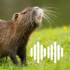 Nutria & Otter Hunting Calls icon