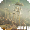 4K Mushrooms and Smoke Live Video Wallpaper icon