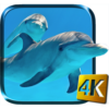 Dolphins Live Wallpaper icon