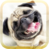 Funny Videos and Pictures icon