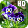 Pansy flowers Live Wallpaper icon