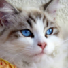 Cats and Kittens Wallpapers from Flickr icon