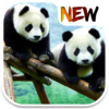 Panda Wallpaper icon