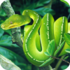 Snake Wallpaper Best HD icon