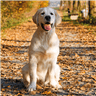 Golden Retrievers Wallpaper icon