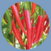 how to grow red peppers icon