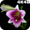 4K Flowers Video Live Wallpapers icon