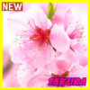 Pink Sakura Flower Wallpaper icon