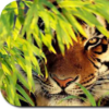 Tiger HD Wallpapers icon