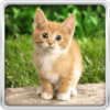 Cat Kittens Live Wallpaper icon