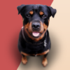 Barking Dog Sounds Ringtones icon