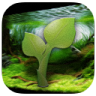 Aquarium Plants icon