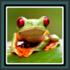 Live Wallpapers – Frog icon