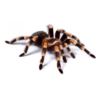 Spider Video Live Wallpaper icon