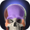 Anatomyka – 3D Anatomy Atlas icon