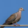 Spotted dove sounds icon