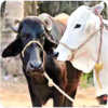 Pashupalan Dairy Farming in Hindi icon