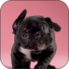 Puppy Shake Live Wallpaper icon