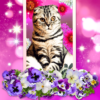 Cute Cats Live Wallpaper icon