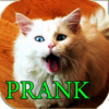 Prank Cat Asks For Food icon