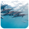 Dolphin Live Wallpaper icon