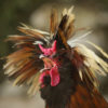 Funny Chicken Sounds icon