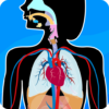 Human Anatomy – Body parts icon