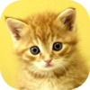 Baby Animals Game icon