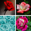 Rose Wallpaper: HD images, Free Pics download icon