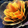 Animated Flower Live Wallpaper Theme Background icon