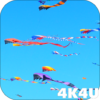 4K Flying Colorful Kites Video Live Wallpaper icon