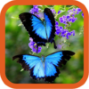 Butterfly Inspiration Beauty icon