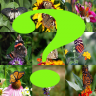 Guess the butterfly icon