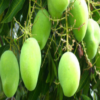 Mango IPM icon