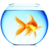 Goldfish Live Wallpaper Pro icon