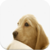 Puppy Video Wallpapers icon