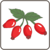 Poisonous Plants icon