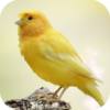 Canary Bird Sounds icon