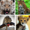 Cheetah Wallpapers: HD Images, Free Pics download icon