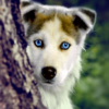 Dogs Wallpaper icon